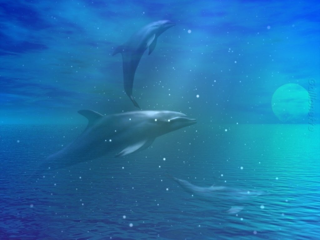 Magnifik fond dcran de dauphin  fond dcran aquarium anim 