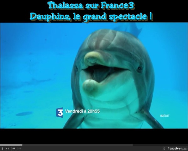 Thalassa Dauphins, Le Grand Spectacle