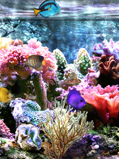 gifs aquarium 