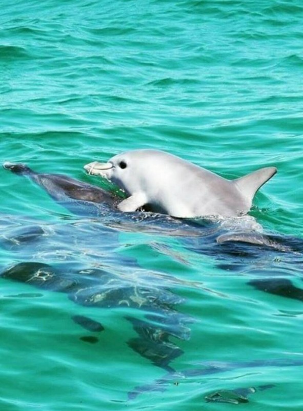 Dauphins