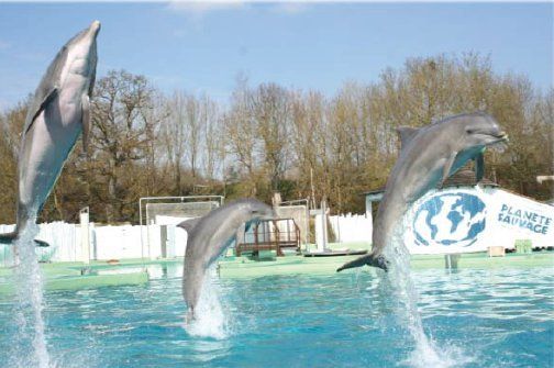 A Dauphins Parc Attraction Dauphins