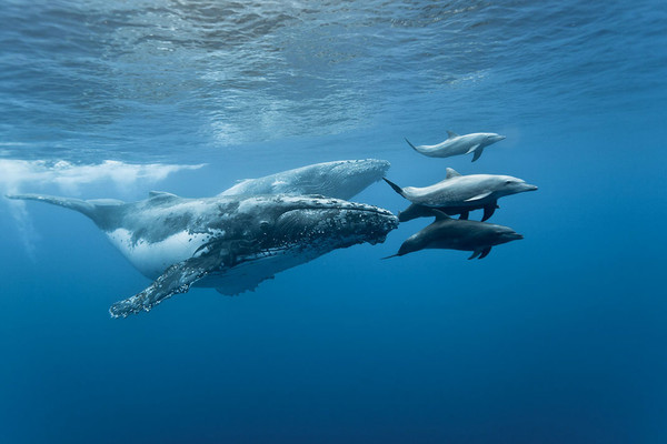 BALEINES ET DAUPHINS