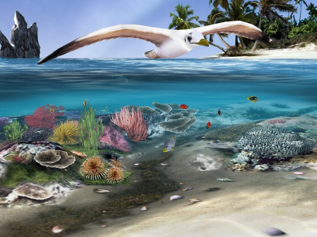 ecran veille aquarium poisson mer ecran veille aquarium poisson mer