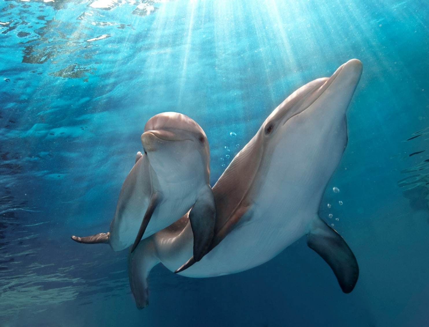 Dauphins