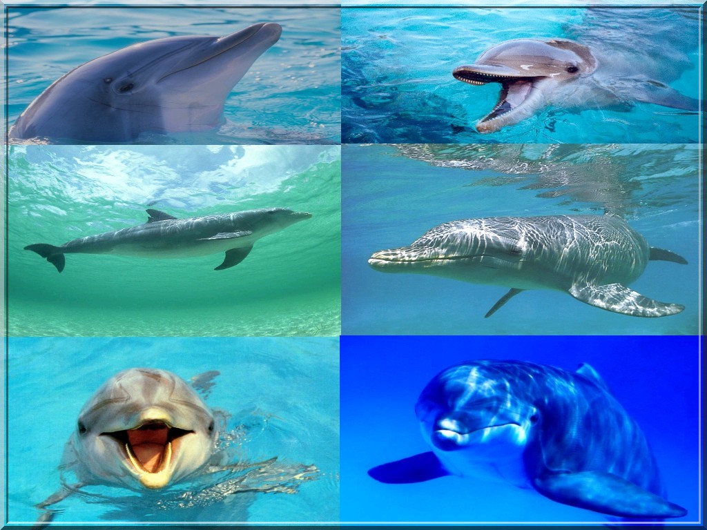 approcher les dauphins